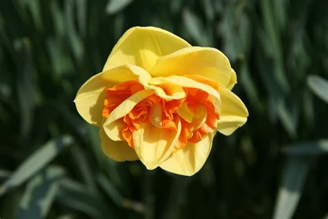 kiwi sunset daffodil|Narcissus ‘Kiwi Sunset’ – Plants – Oak Leaf Gardening